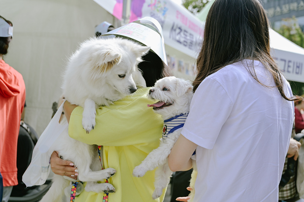 [2019]반려견축제